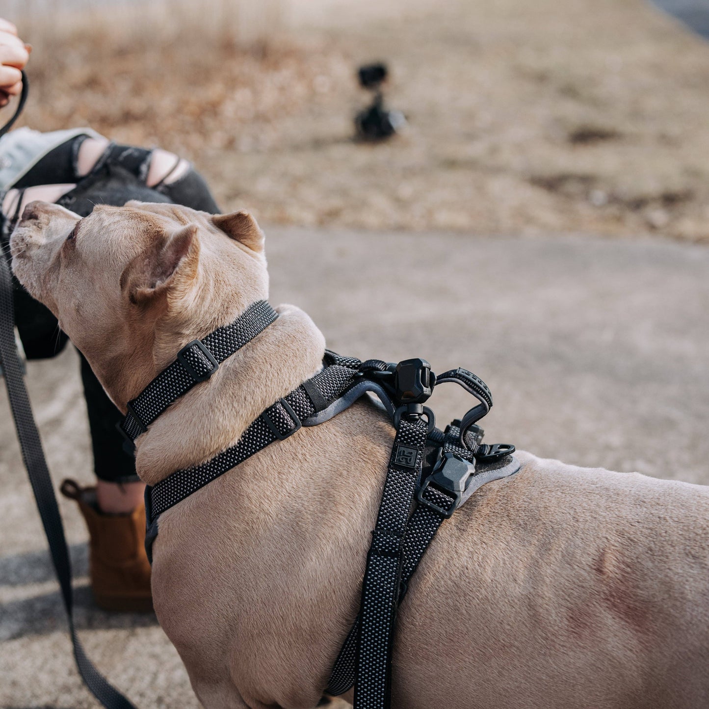 MAGNETIC QUICK CLIP HARNESS