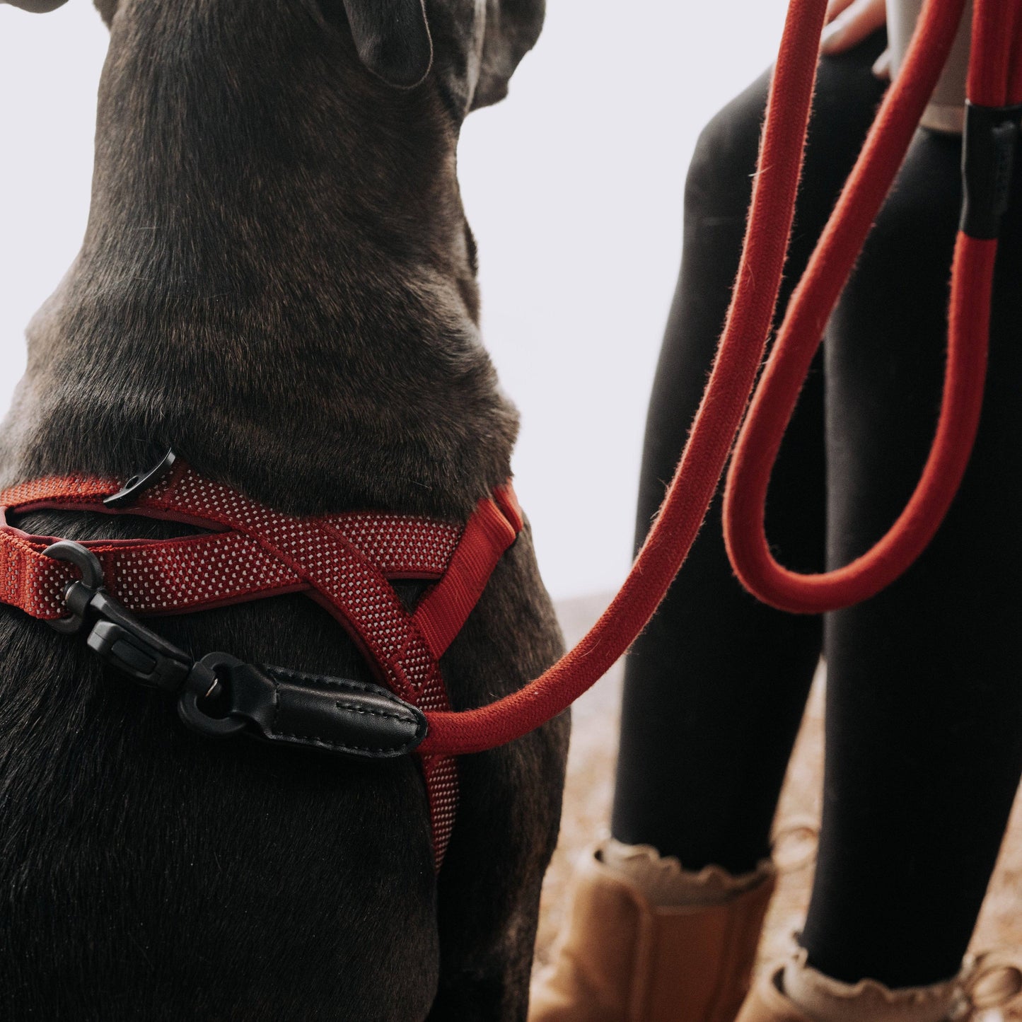 MAGNETIC QUICK CLIP ROPE LEASH