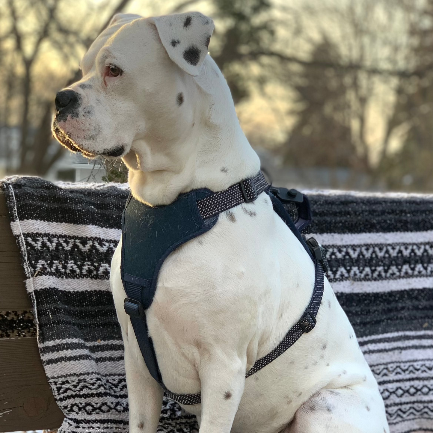 MAGNETIC QUICK CLIP CONTROL HARNESS