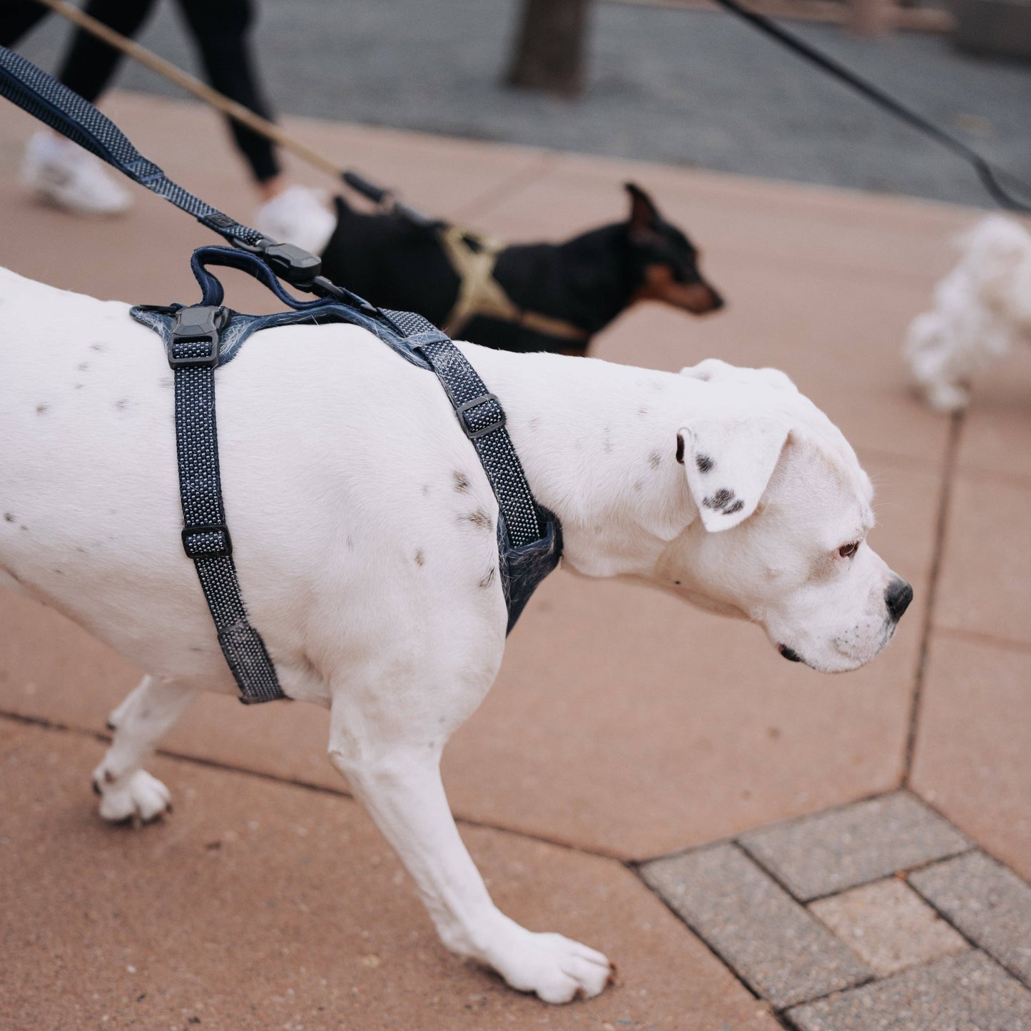 MAGNETIC QUICK CLIP HARNESS