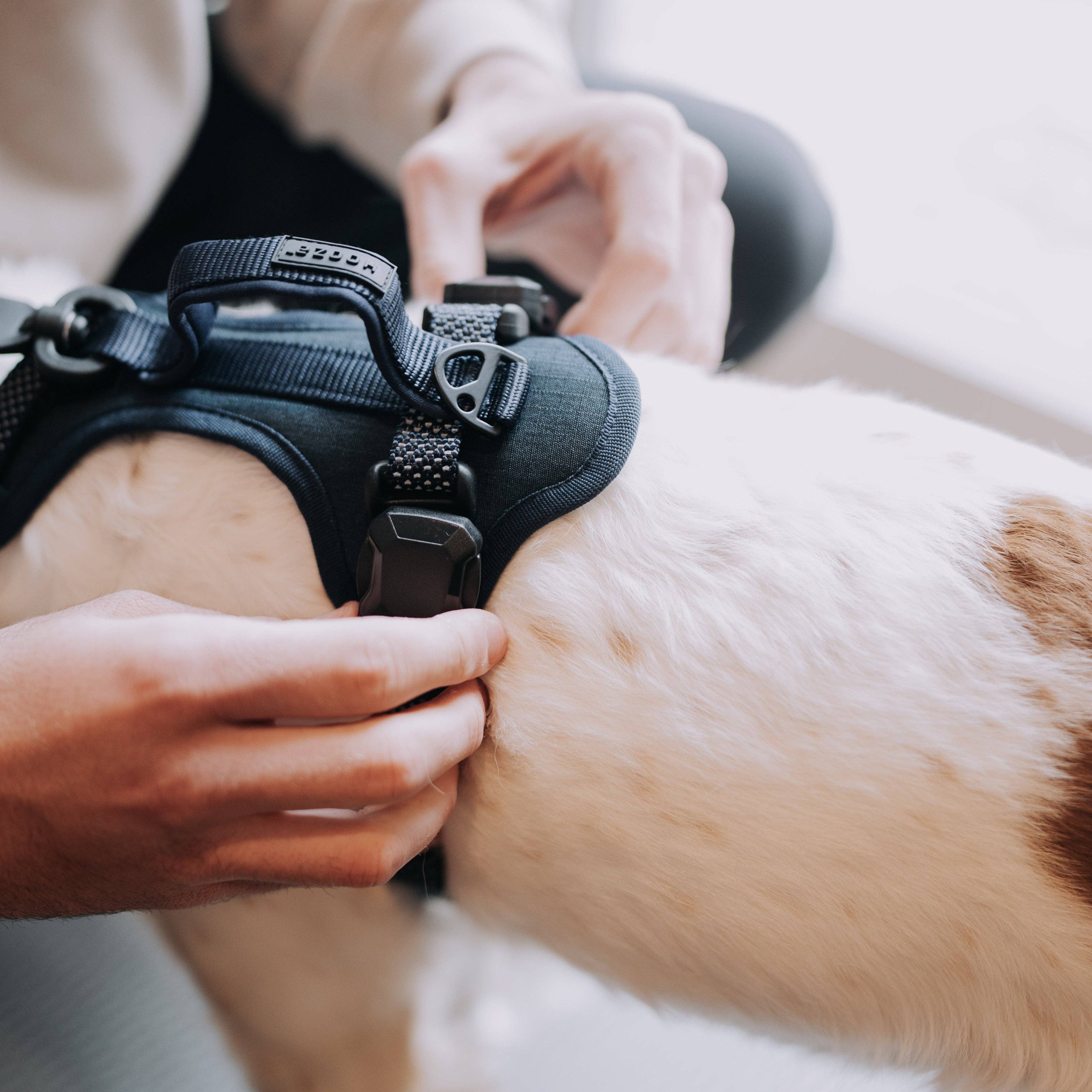 Person adjusting a black dog harness on a light-colored dog with brown patches.