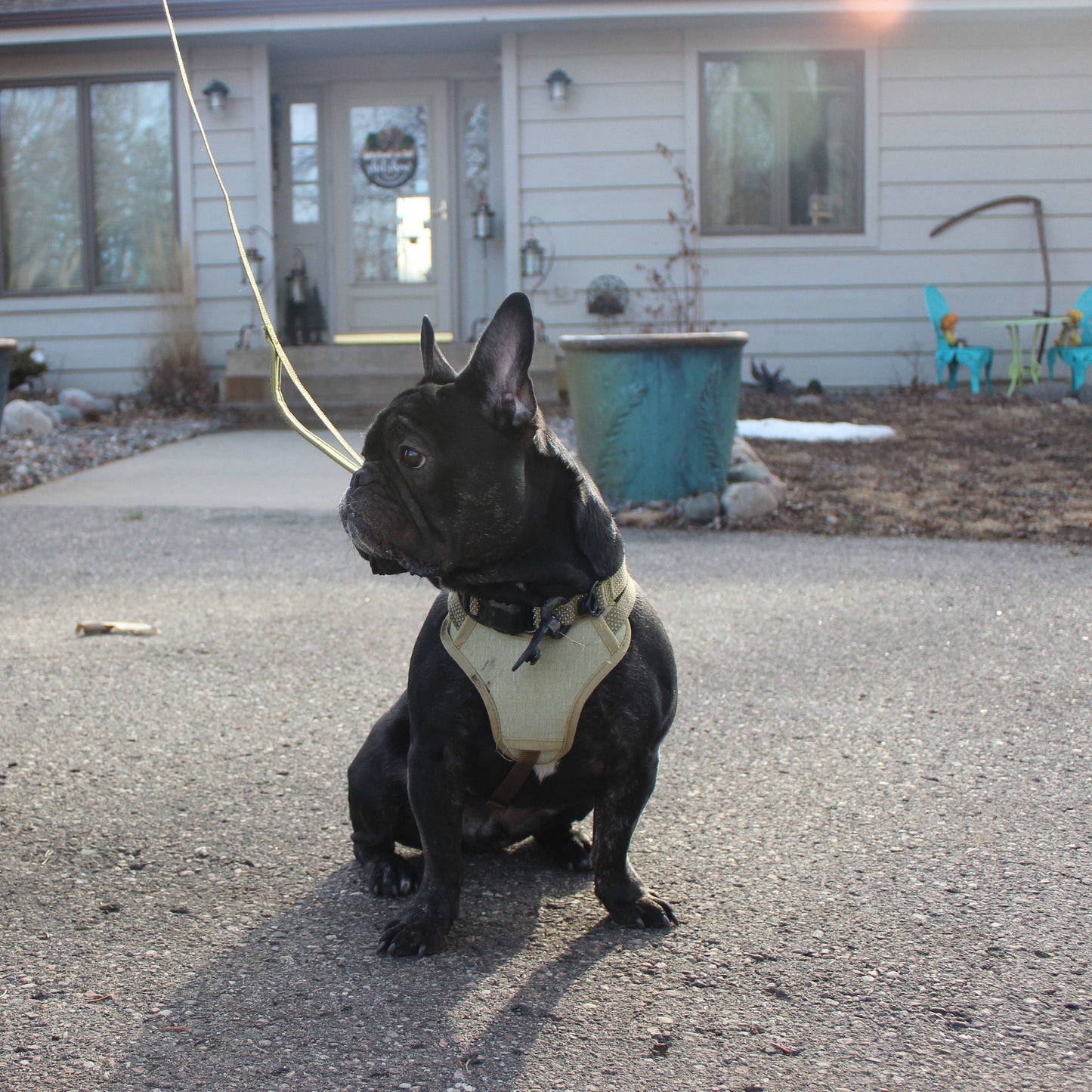 MAGNETIC QUICK CLIP REFLECTIVE LEASH