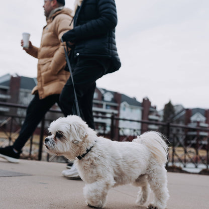 MAGNETIC QUICK CLIP REFLECTIVE LEASH