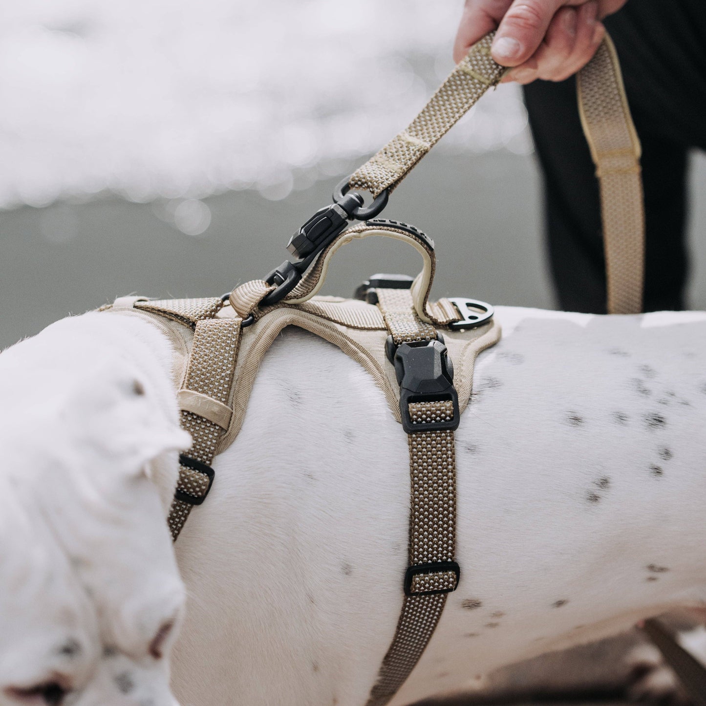 MAGNETIC QUICK CLIP REFLECTIVE LEASH